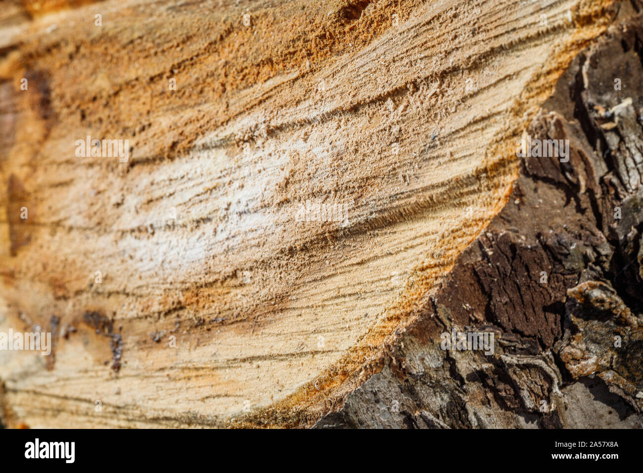 Drank an old tree. An Apple. Wood processing. Texture. Stock Photo