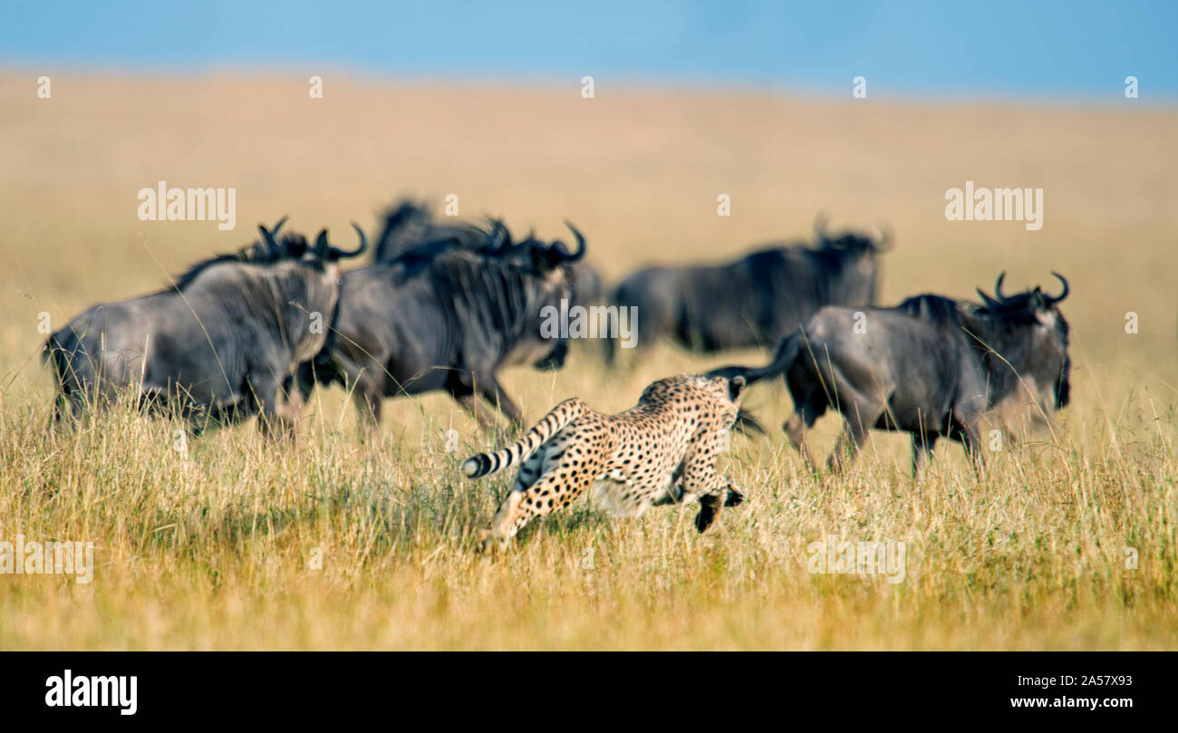 Cheetah (Acinonyx jubatus) chasing wildebeests, Tanzania Stock Photo