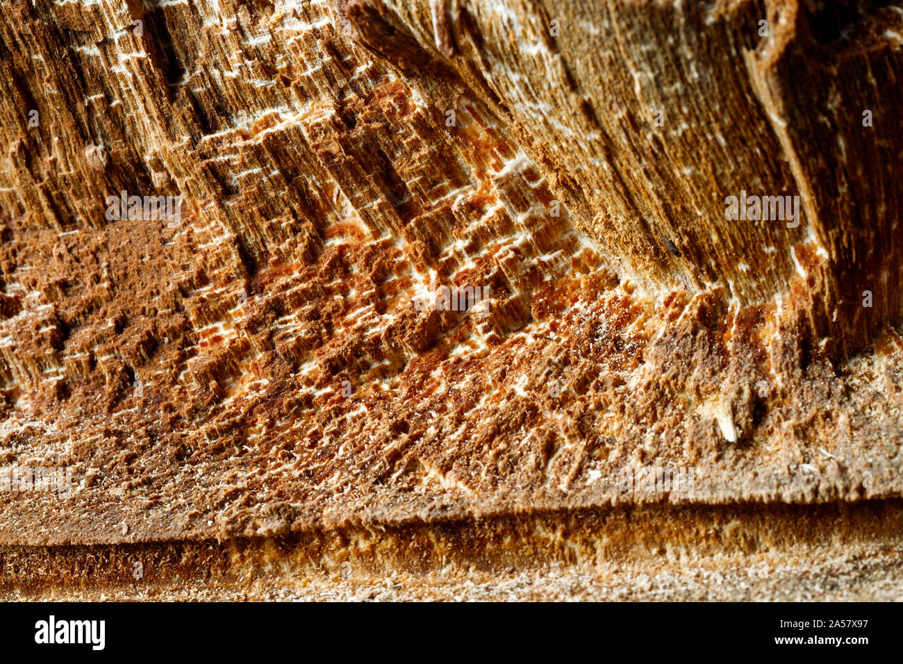 Drank an old tree. An Apple. Wood processing. Texture. Stock Photo