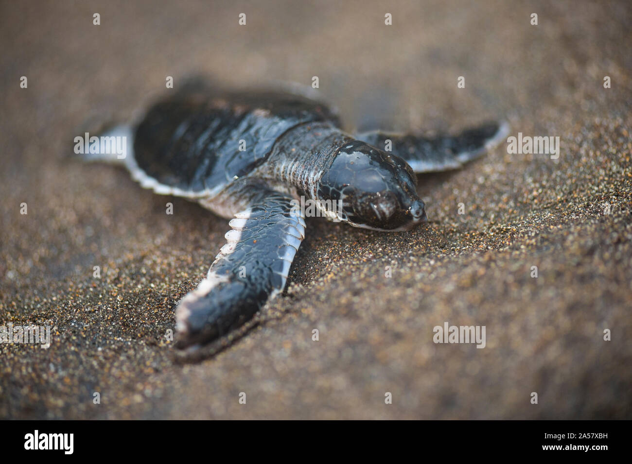 Green sea Turtle (Chelonia mydas) hatchling, Tortuguero, Costa Rica Stock Photo