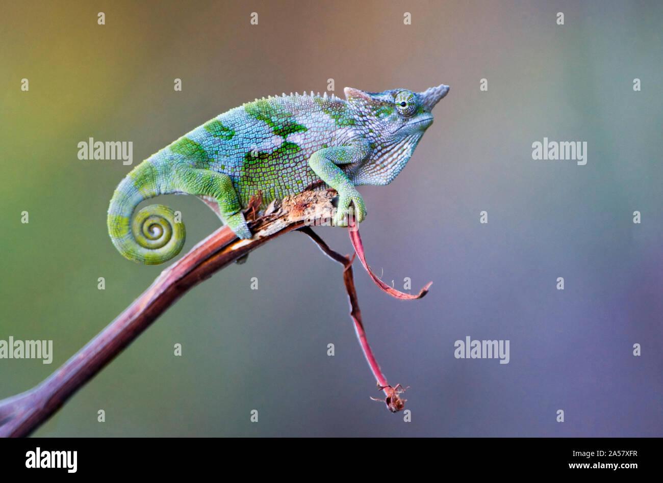 Dwarf chameleon (Bradypodion) on a twig, Usambara Mountains, Tanzania Stock Photo