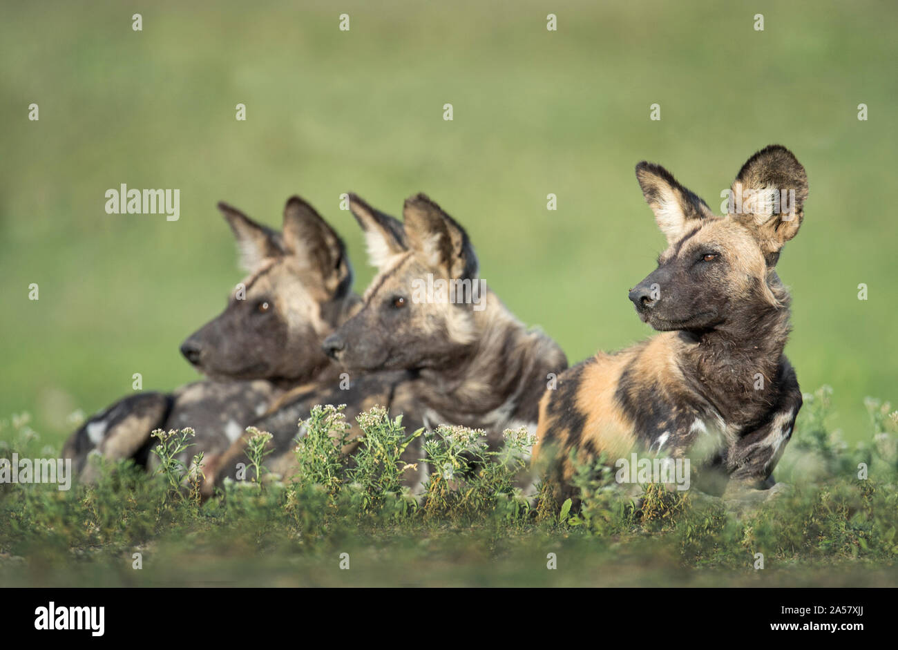 African Wild Dogs (Lycaon pictus) in forest, Tanzania Stock Photo