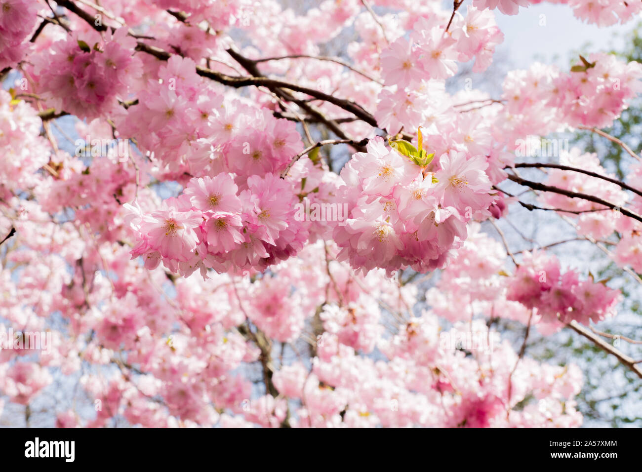 Cherry Blossom / Sakura Stock Photo