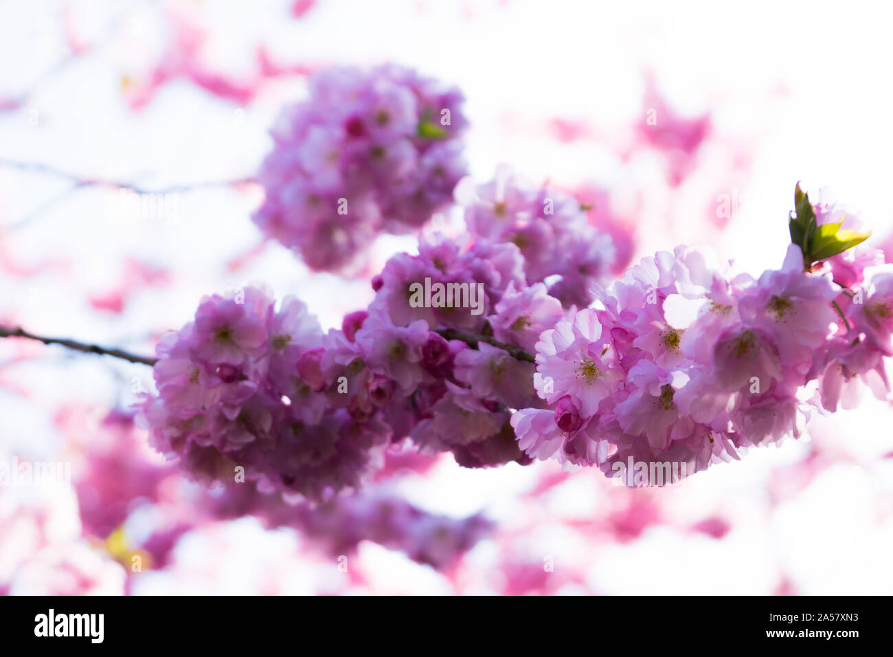 Cherry Blossom / Sakura Stock Photo