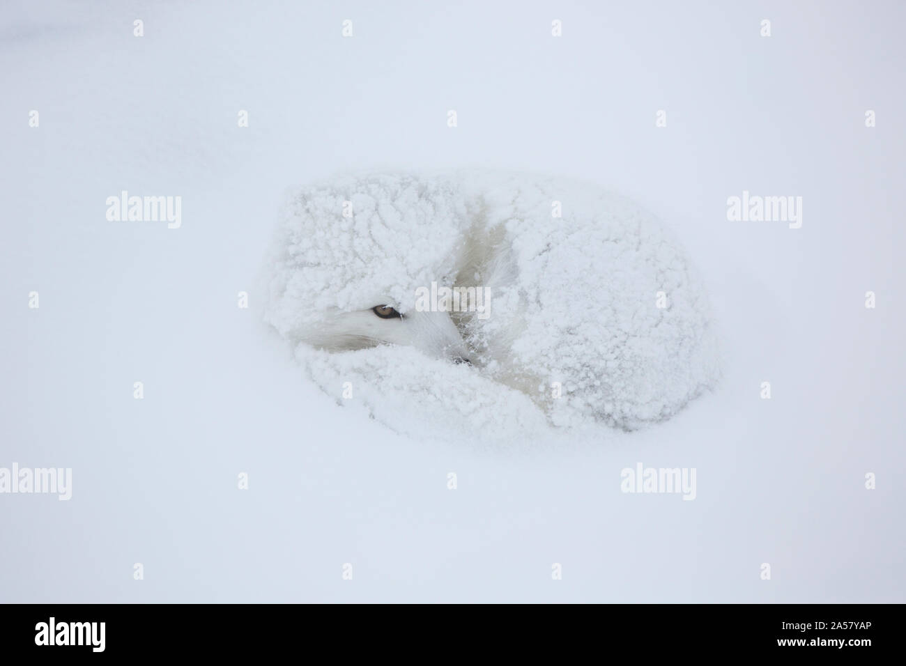 Arctic Fox (Alopex lagopus) in snow, Churchill Wildlife Management Area, Churchill, Manitoba, Canada Stock Photo
