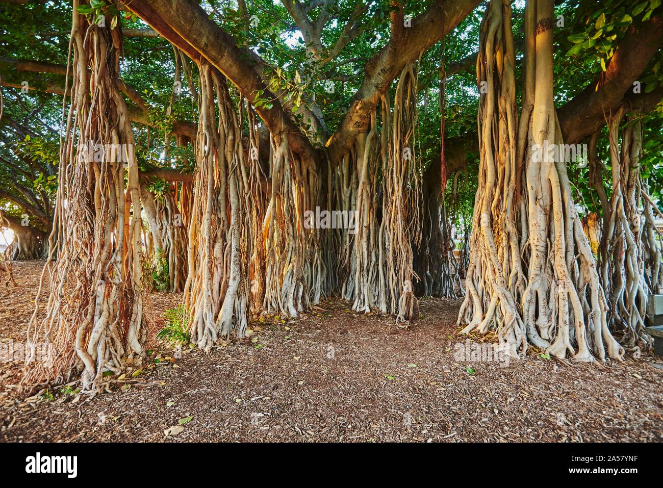 Banyan or banyan fig ficus benghalensis trees at waikiki beach hires
