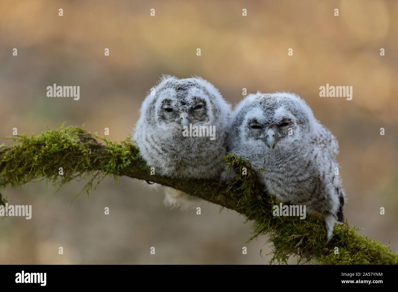 Tawny owl (Strix aluco), young birds, young branches sleeping on a branch, Siegerland, North Rhine-Westphalia, Germany Stock Photo
