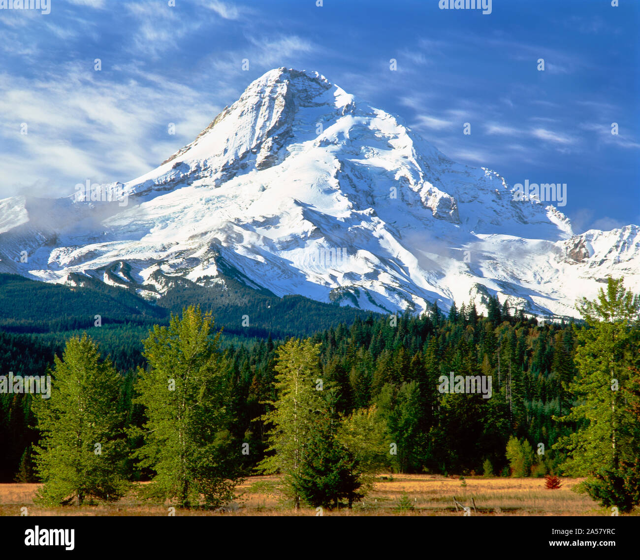 Trees with snowcapped mountain range in the background, Mt Hood, Upper Hood River Valley, Hood River County, Oregon, USA Stock Photo