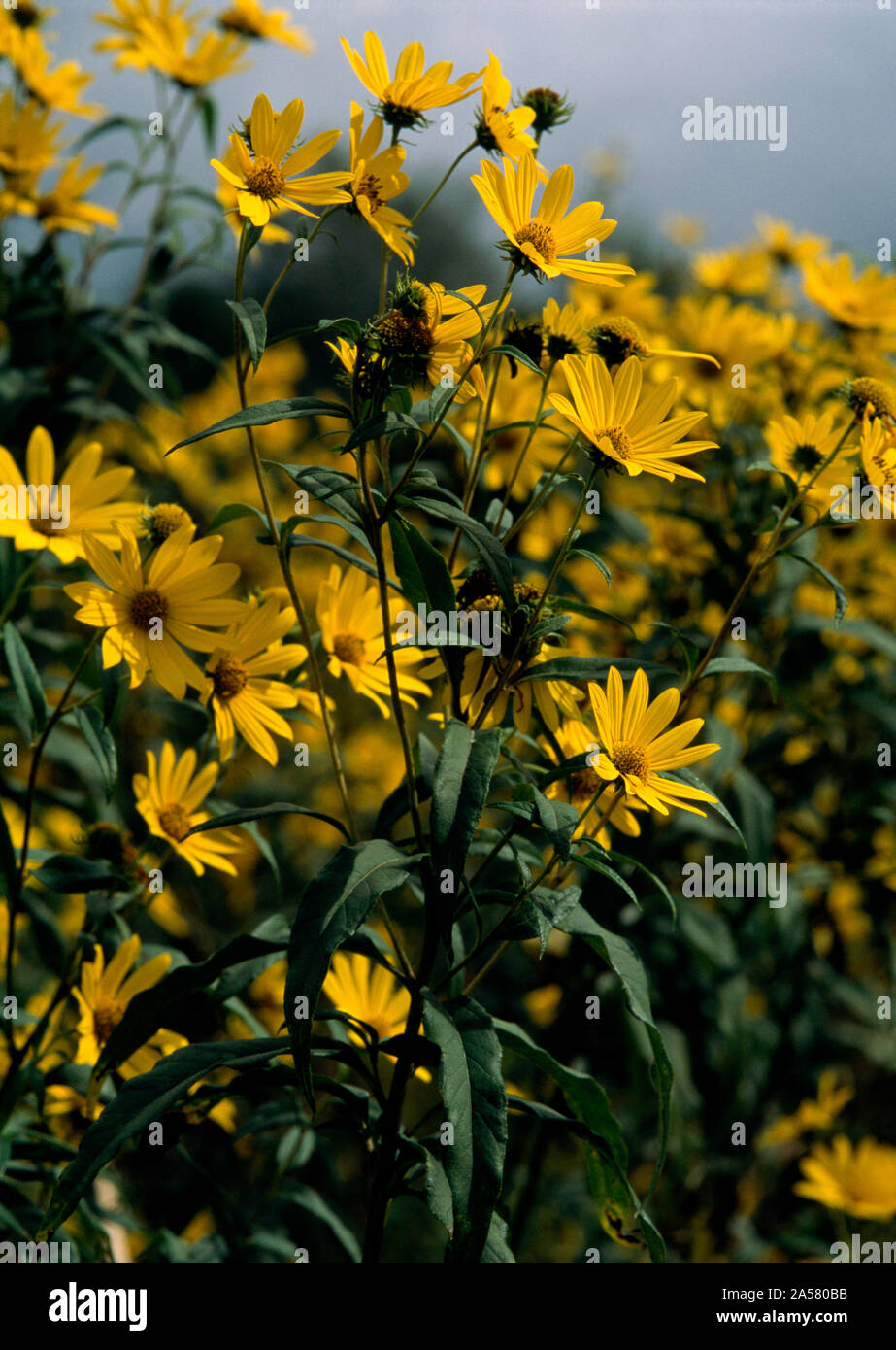Nature photograph of group of yellow tall sunflowers (Helianthus giganteus), Illinois, USA Stock Photo