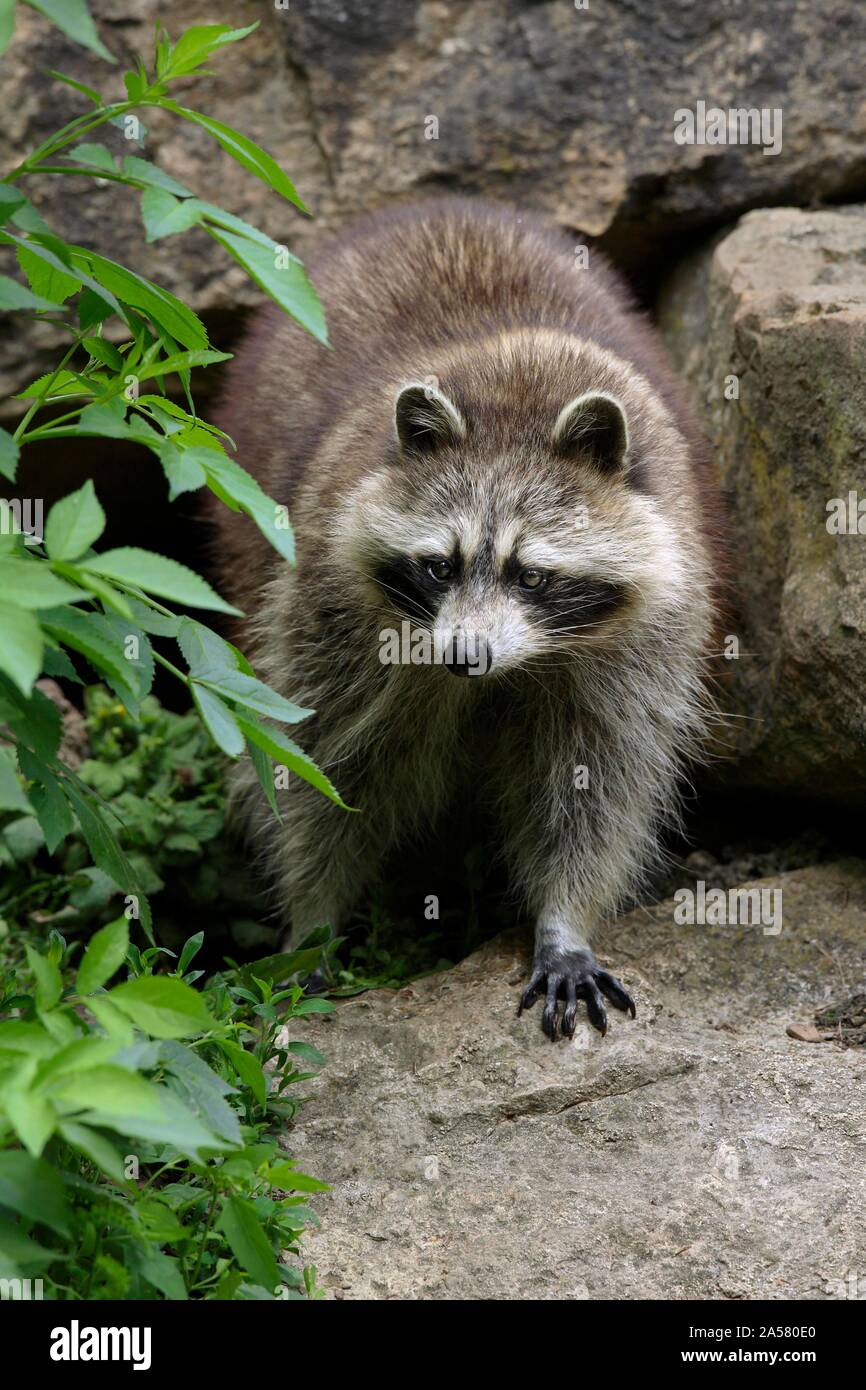 Raccoon (Procyon lotor), coming out of the den, captive, Germany Stock Photo