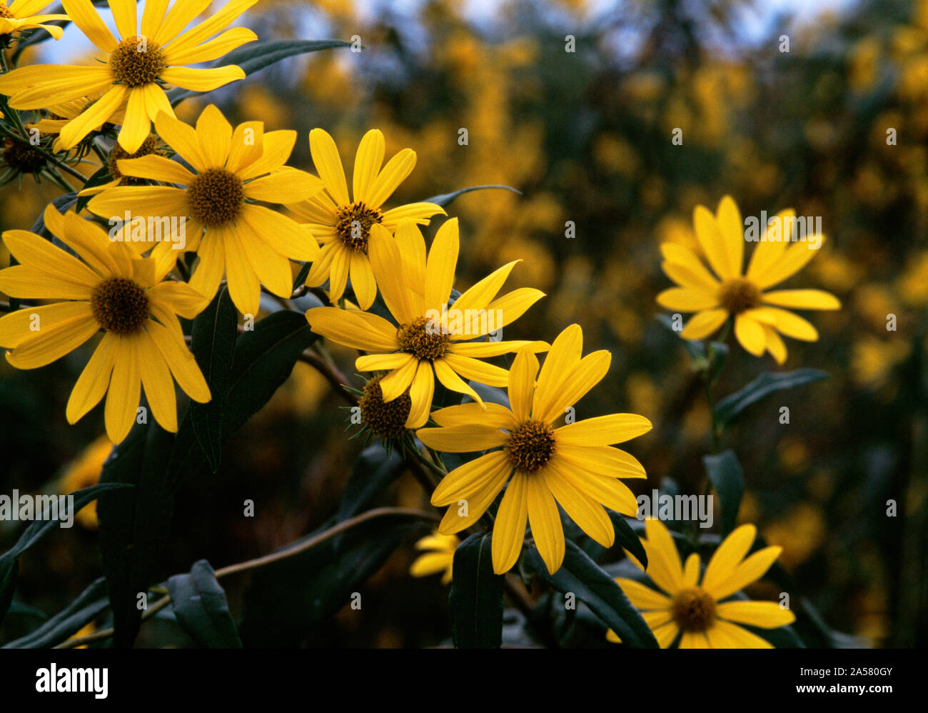 Nature photograph of group of yellow tall sunflowers (Helianthus giganteus), Illinois, USA Stock Photo