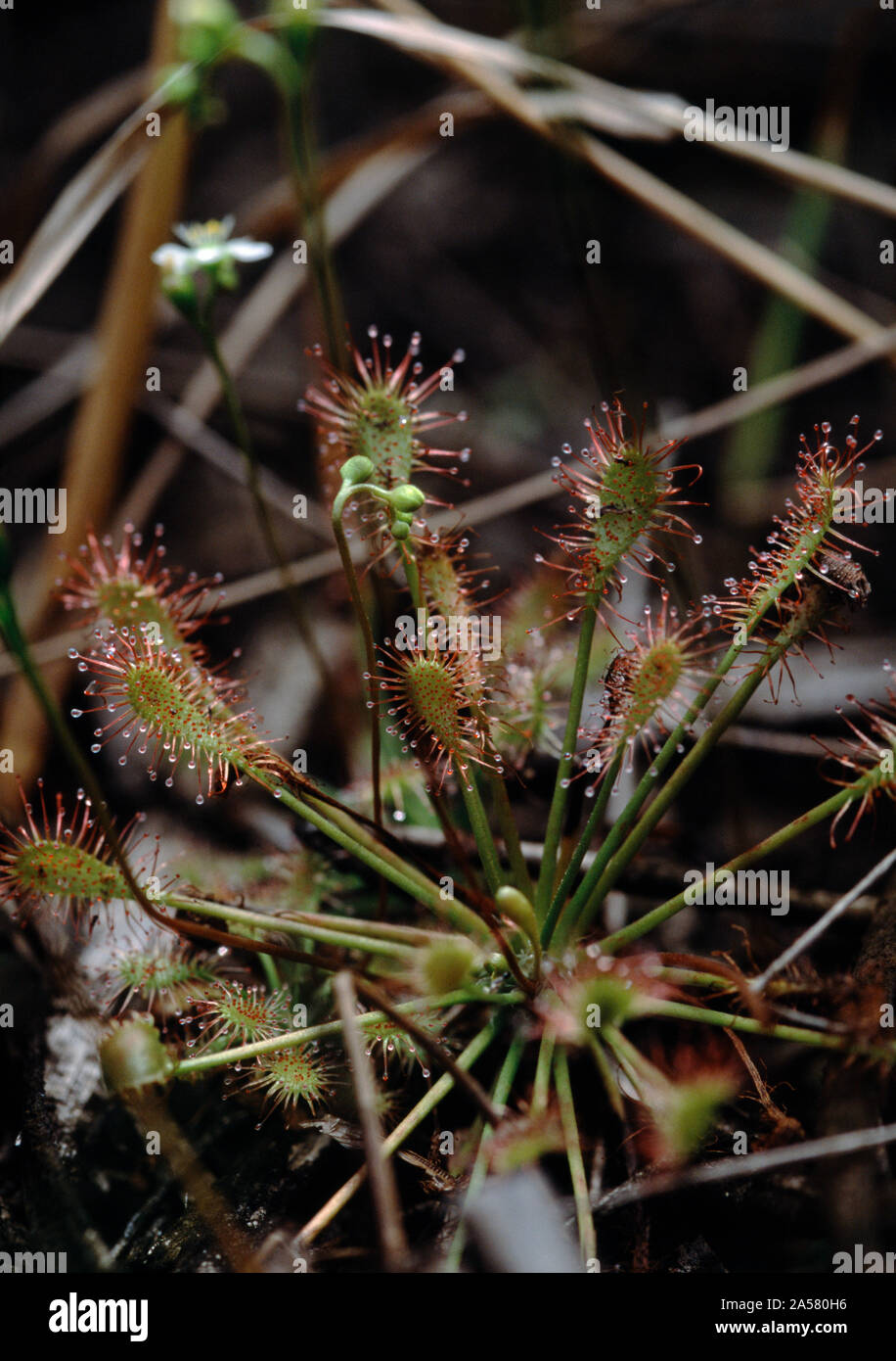 Close-up of sundew (Drosera) carnivorous plant, Illinois, USA Stock Photo