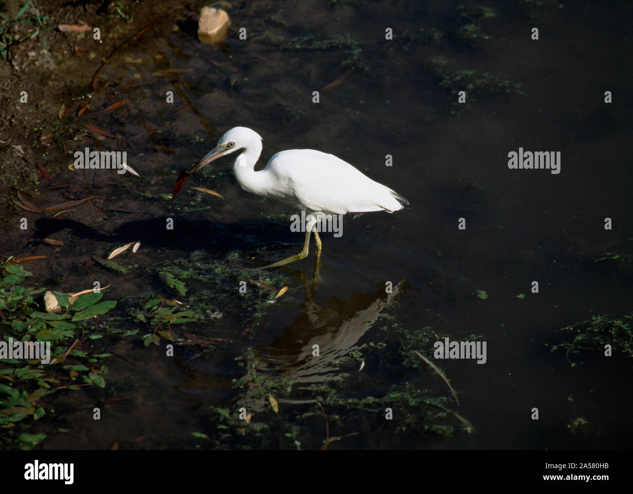 Little blue heron (Egretta caerulea) wading in water, Illinois, USA Stock Photo