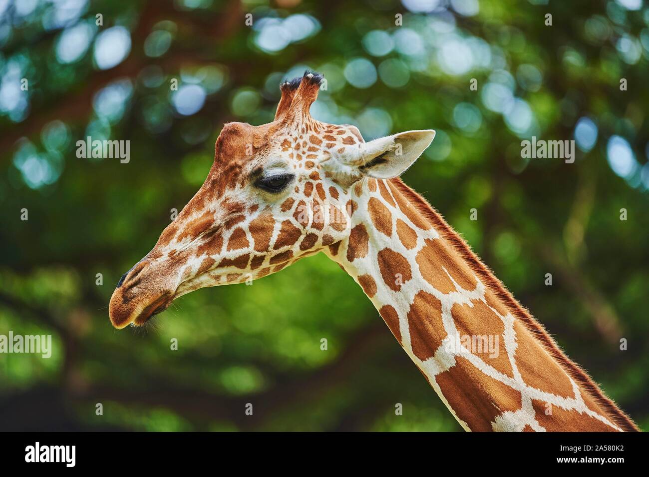 Reticulated giraffe (Giraffa camelopardalis reticulata) or Somali giraffe, captive, Hawaii, USA Stock Photo