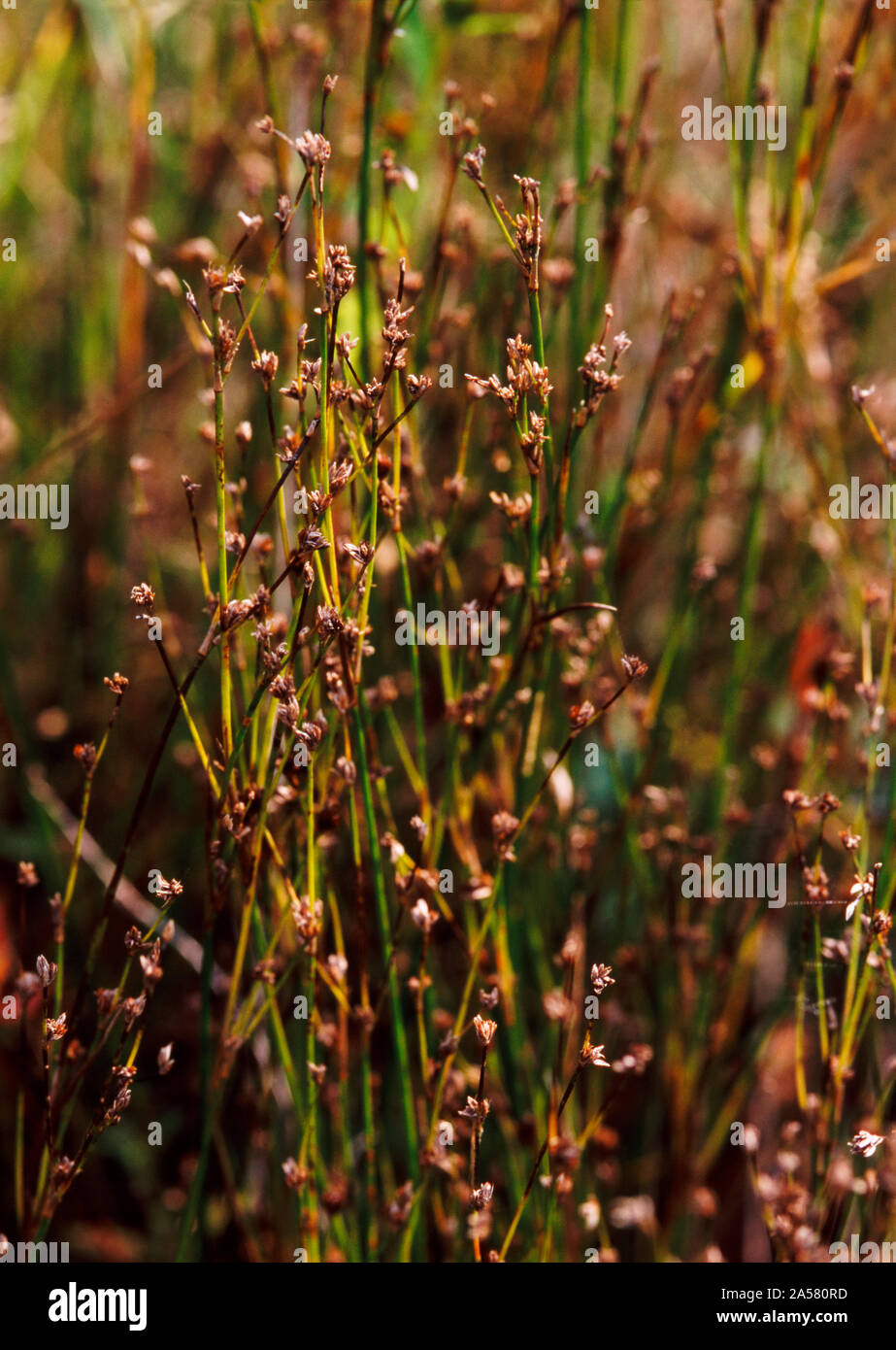 Nature photograph with close-up of richardsons rush (Juncas alpinoa riculatus), Illinois, USA Stock Photo