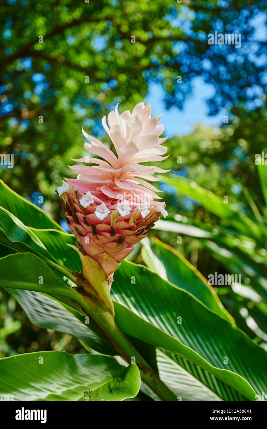 Ginger (Zingiber officinale), flower with a pink blossom, Hawaiian Island Oahu, Hawaii, Aloha State, USA Stock Photo