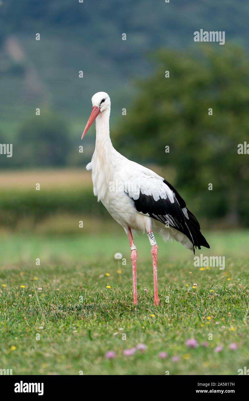 Old stork grass hi-res stock photography and images - Alamy