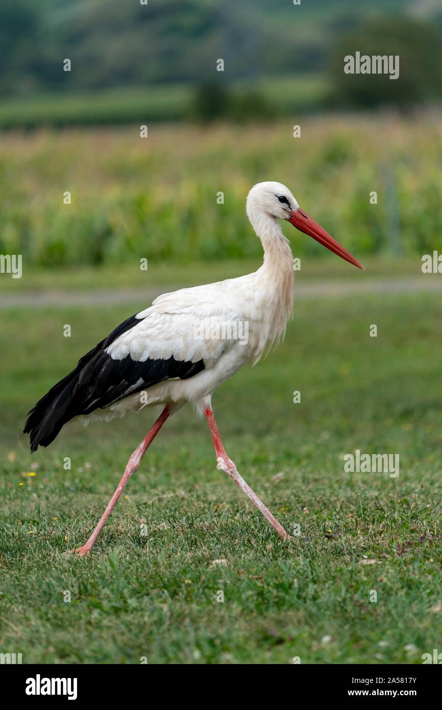 Adult bird walks over meadow hi-res stock photography and images - Alamy