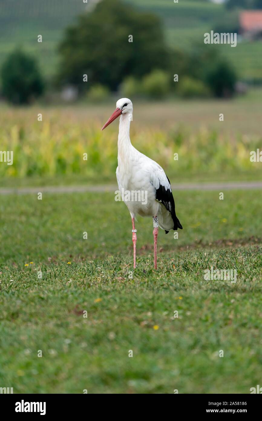 Old stork grass hi-res stock photography and images - Alamy
