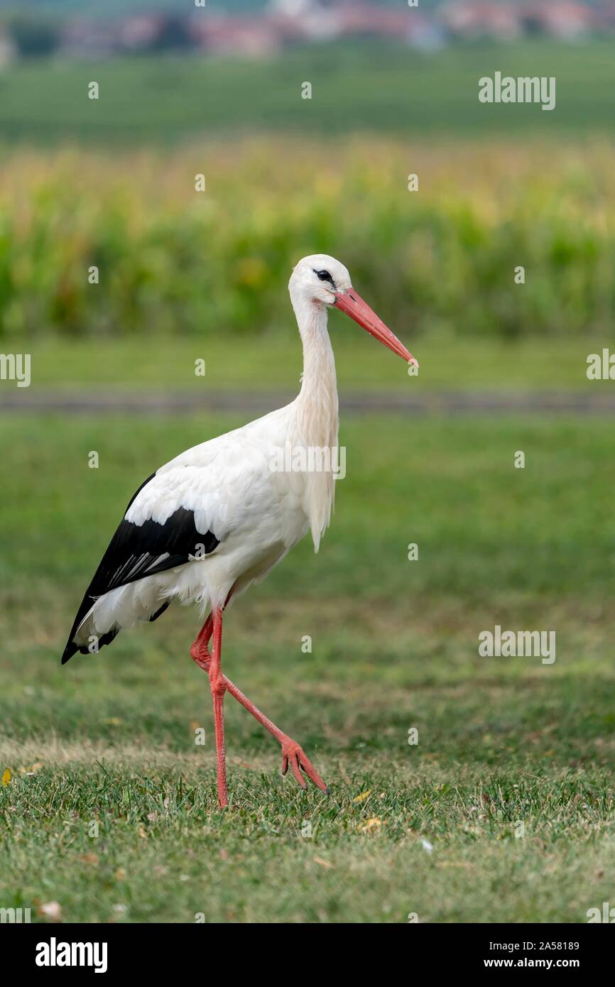 Adult bird walks over meadow hi-res stock photography and images - Alamy