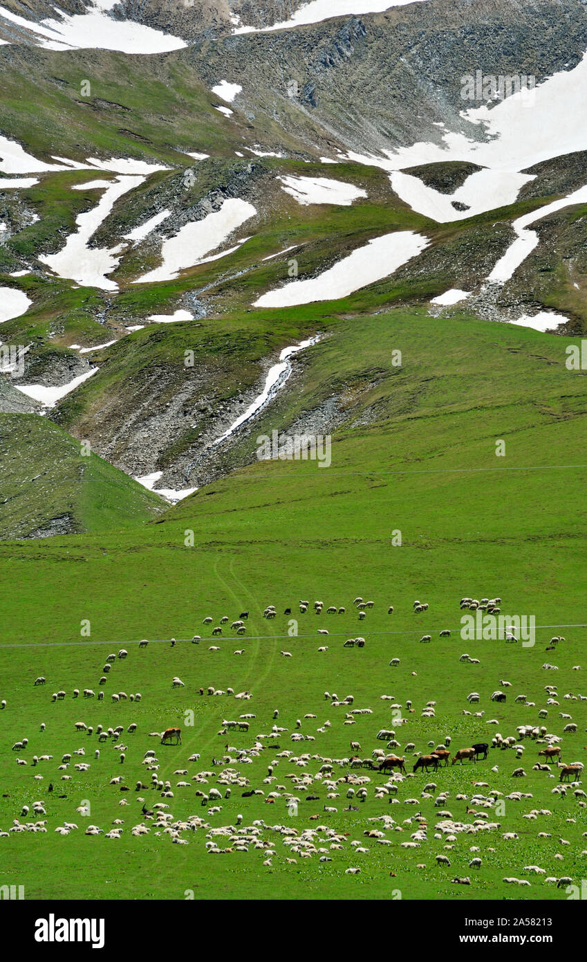 Sheep grazing on the slopes of the Caucasus mountain range. Kazbegi region, Georgia. Caucasus Stock Photo