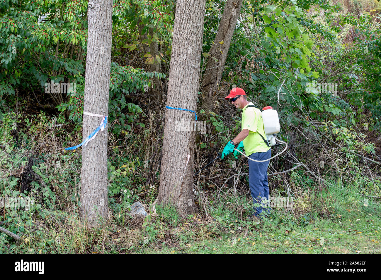 ARBORIST SPRAYING SYSTEMIC INSECTICIDE DINOTEFURAN BARK SPRAY TREATMENT TO TRUNK OF A BLACK WALNUT TREE TO PROTECT FROM SPOTTED LANTERNFLY INFESTATION Stock Photo