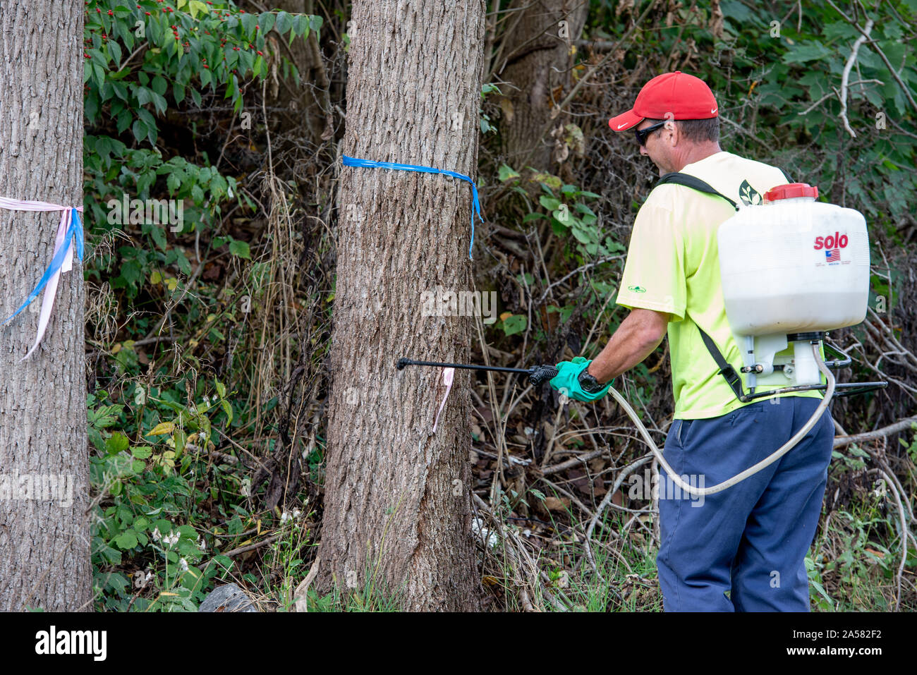 ARBORIST SPRAYING SYSTEMIC INSECTICIDE DINOTEFURAN BARK SPRAY TREATMENT TO TRUNK OF A BLACK