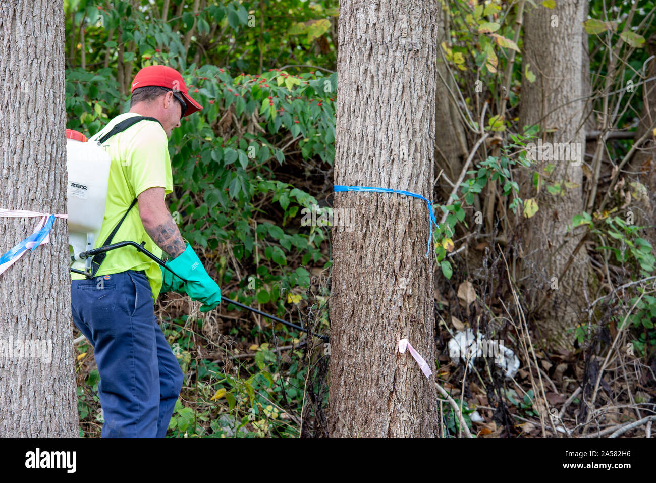 ARBORIST SPRAYING SYSTEMIC INSECTICIDE DINOTEFURAN BARK SPRAY TREATMENT TO TRUNK OF A BLACK WALNUT TREE TO PROTECT FROM SPOTTED LANTERNFLY INFESTATION Stock Photo