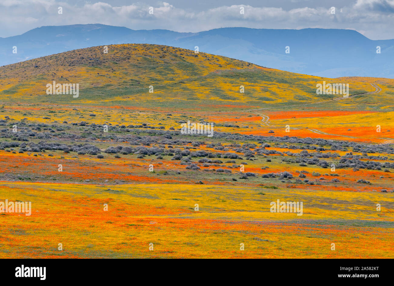 Landscape with rolling hills and blooming flowers, Antelope Butte, California, USA Stock Photo