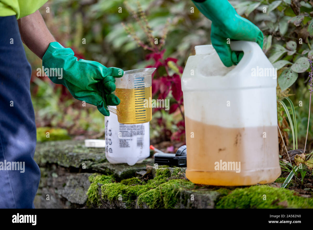 ARBORIST MIXING TRYCLOPYR HERBICIDE TO TREAT AILANTHUS ALTISSIMA  TREES FOR COMPLETE REMOVAL, PENNSYLVANIA Stock Photo