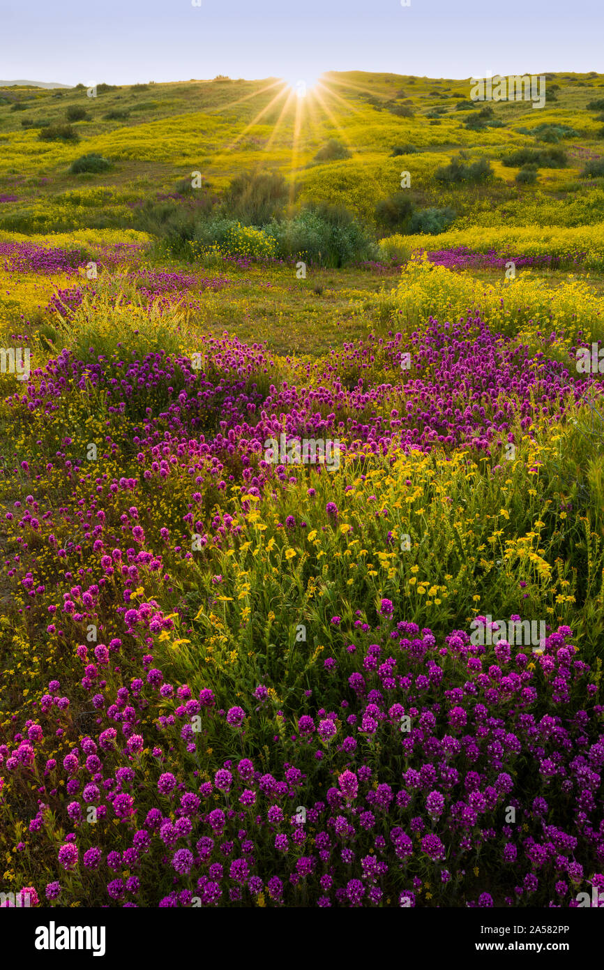 Yellow Coreopsis and purple owls clover (Castilleja exserta) wildflowers in meadow, Carrizo Plain National Monument, California, USA Stock Photo
