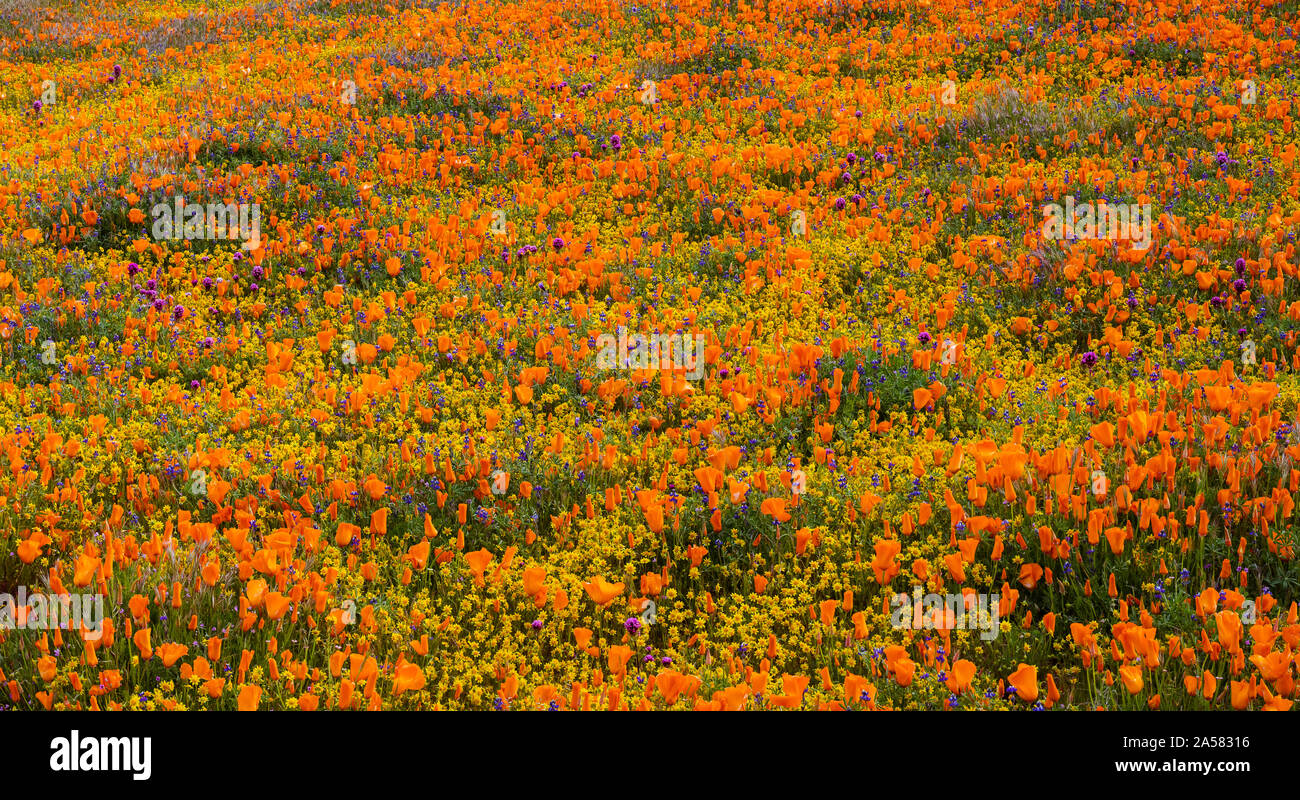 Yellow California goldfields (Lasthenia californica) and orange California poppies (Eschscholzia californica) in meadow, Antelope Butte, Antelope Valley California Poppy Reserve, California, USA Stock Photo