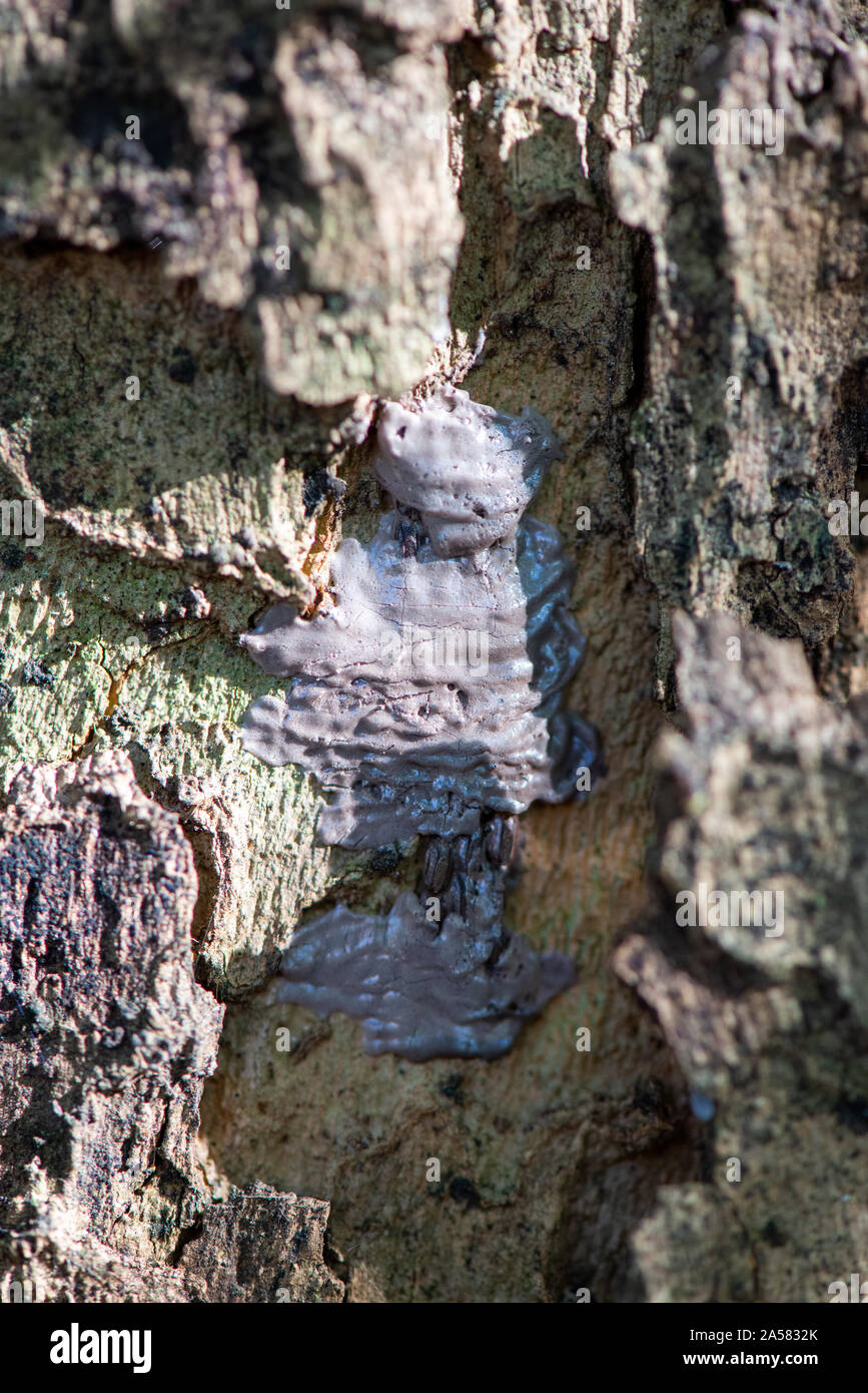SPOTTED LANTERNFLY EGG MASS (LYCORMA DELICATULA) ON SYCAMORE TREE, PENNSYLVANIA Stock Photo