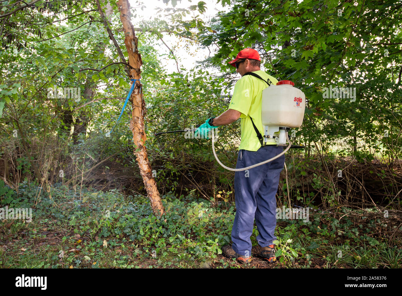 ARBORIST SPRAYING SYSTEMIC INSECTICIDE DINOTEFURAN BARK SPRAY TREATMENT TO TRUNK OF AN ORNAMENTAL RIVER BIRCH TREE TO PROTECT FROM SPOTTED LANTERNFLY Stock Photo