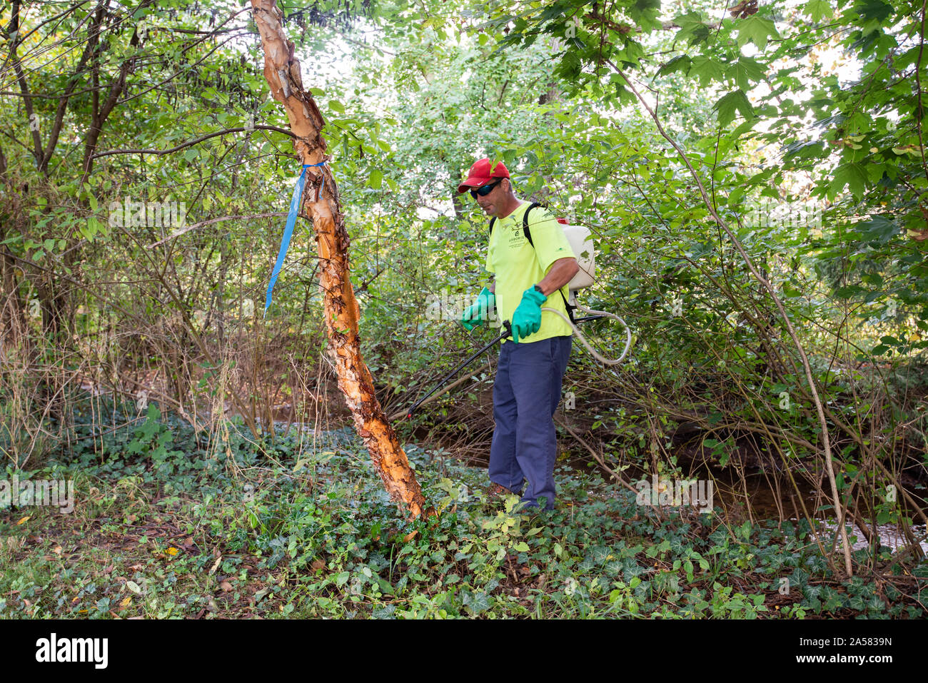 ARBORIST SPRAYING SYSTEMIC INSECTICIDE DINOTEFURAN BARK SPRAY TREATMENT TO TRUNK OF AN ORNAMENTAL RIVER BIRCH TREE TO PROTECT FROM SPOTTED LANTERNFLY Stock Photo