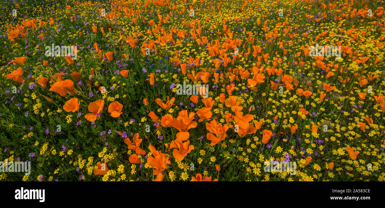 Yellow California goldfields (Lasthenia californica) and orange California poppies (Eschscholzia californica) in meadow, Antelope Butte, Antelope Valley California Poppy Reserve, California, USA Stock Photo