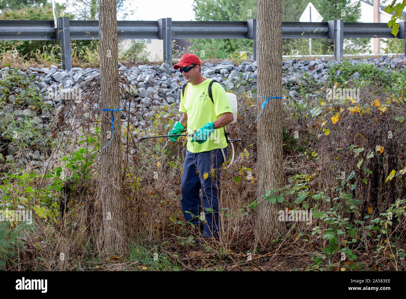 ARBORIST SPRAYING SYSTEMIC INSECTICIDE DINOTEFURAN BARK SPRAY TREATMENT TO TRUNK OF A BLACK WALNUT TREE TO PROTECT FROM SPOTTED LANTERNFLY INFESTATION Stock Photo