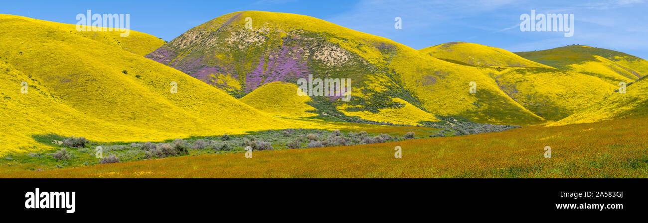 Landscape with yellow rolling hills with wildflowers, Temblor Range, Carrizo Plain National Monument, California, USA Stock Photo