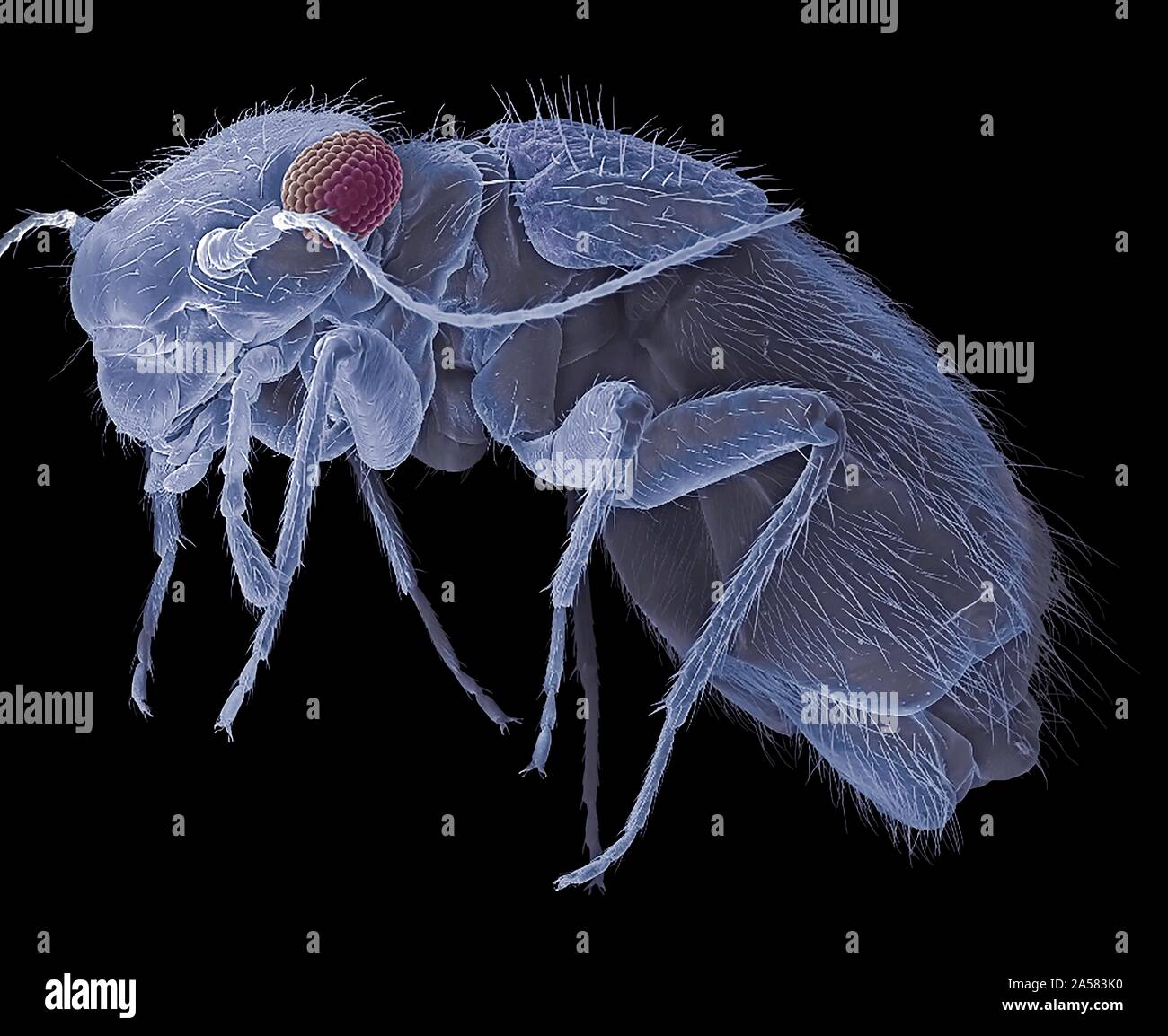 Booklouse, SEM Stock Photo