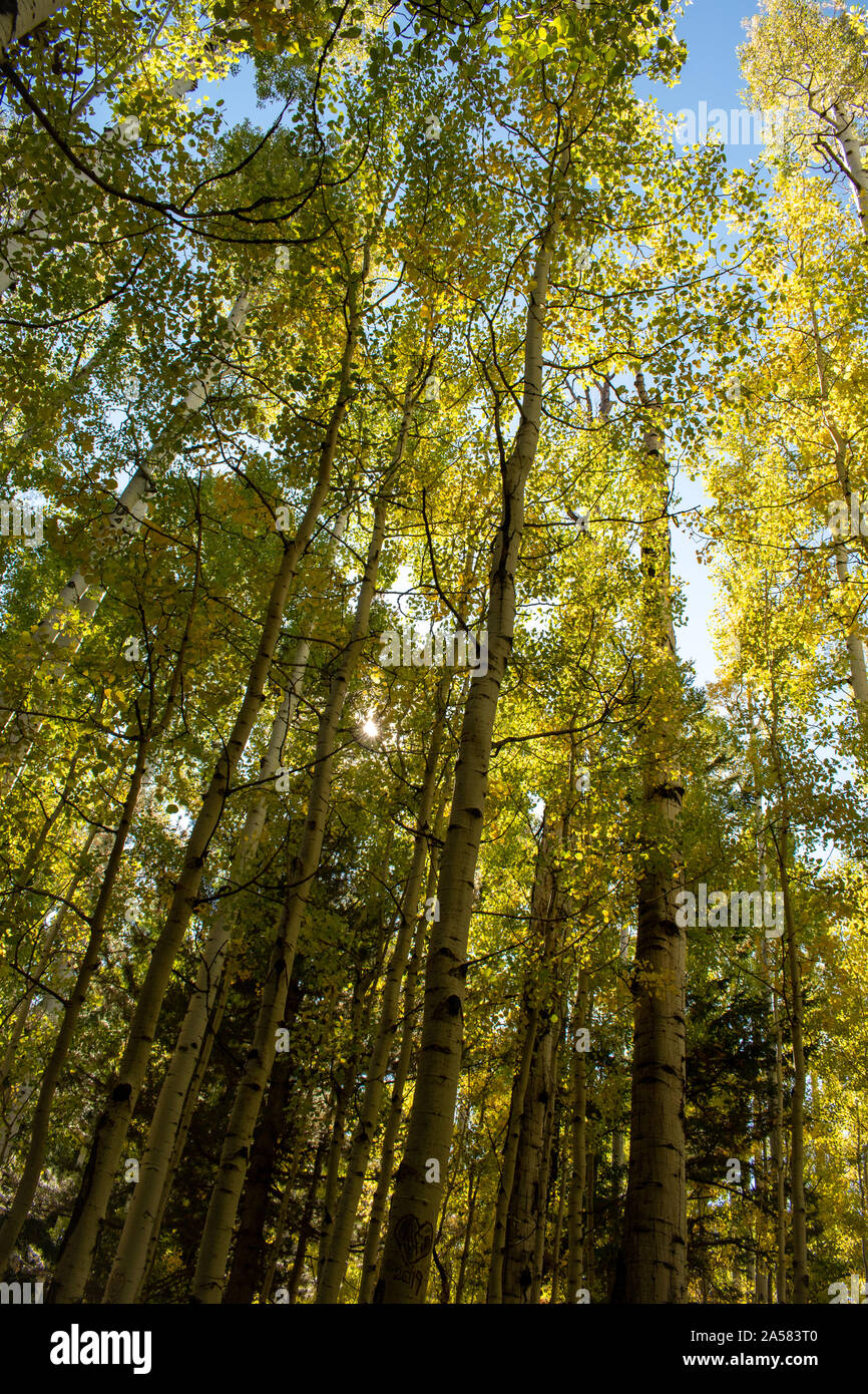 Looking up tall aspen trees hi-res stock photography and images - Alamy