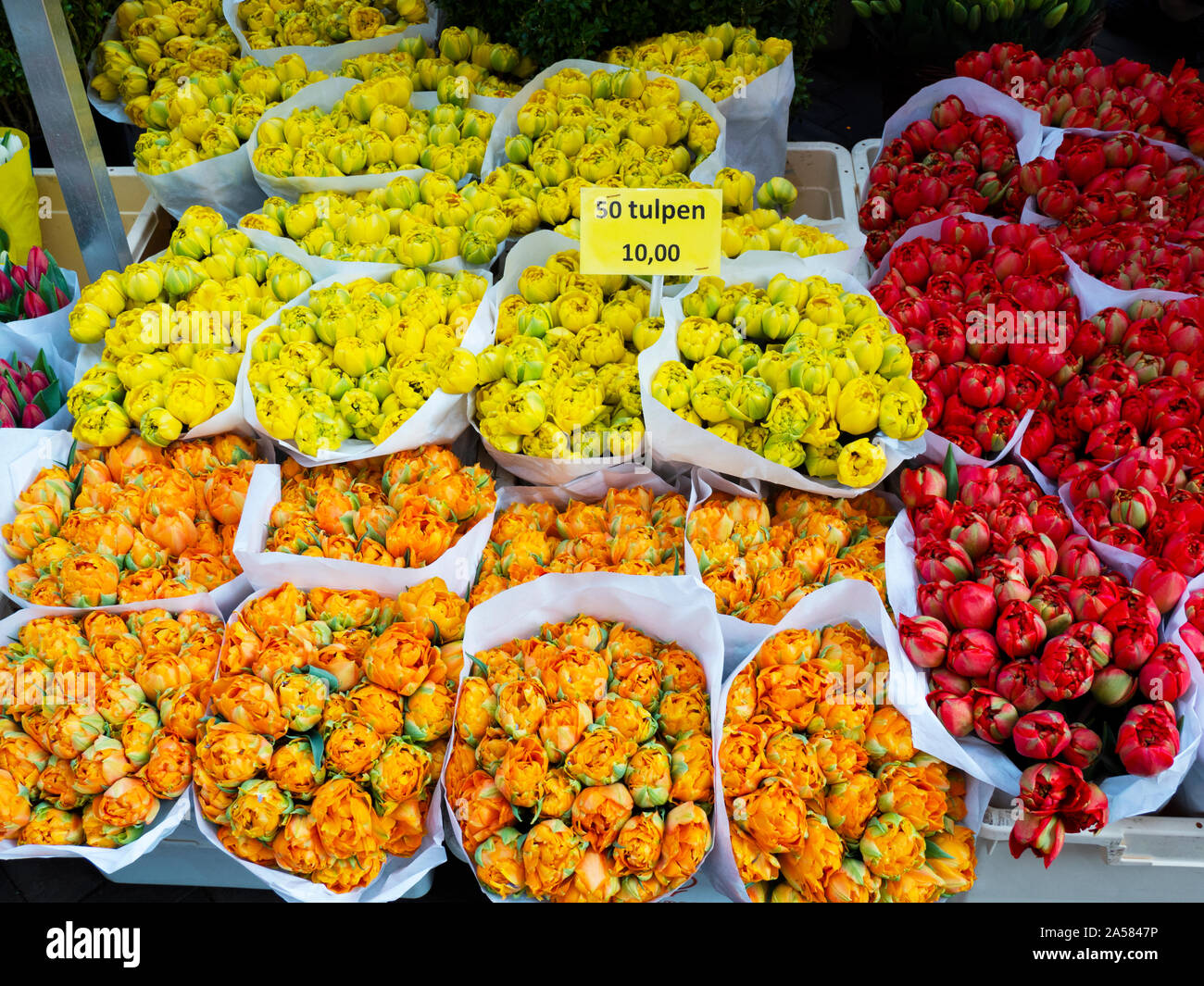 Orange, yellow and red tulips for sale at market, Amsterdam, Netherlands Stock Photo