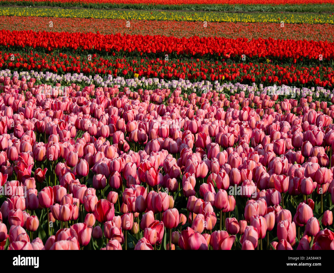 Landscape with colorful tulip field, Sint Maartensvlotbrug, North Holland, Netherlands Stock Photo