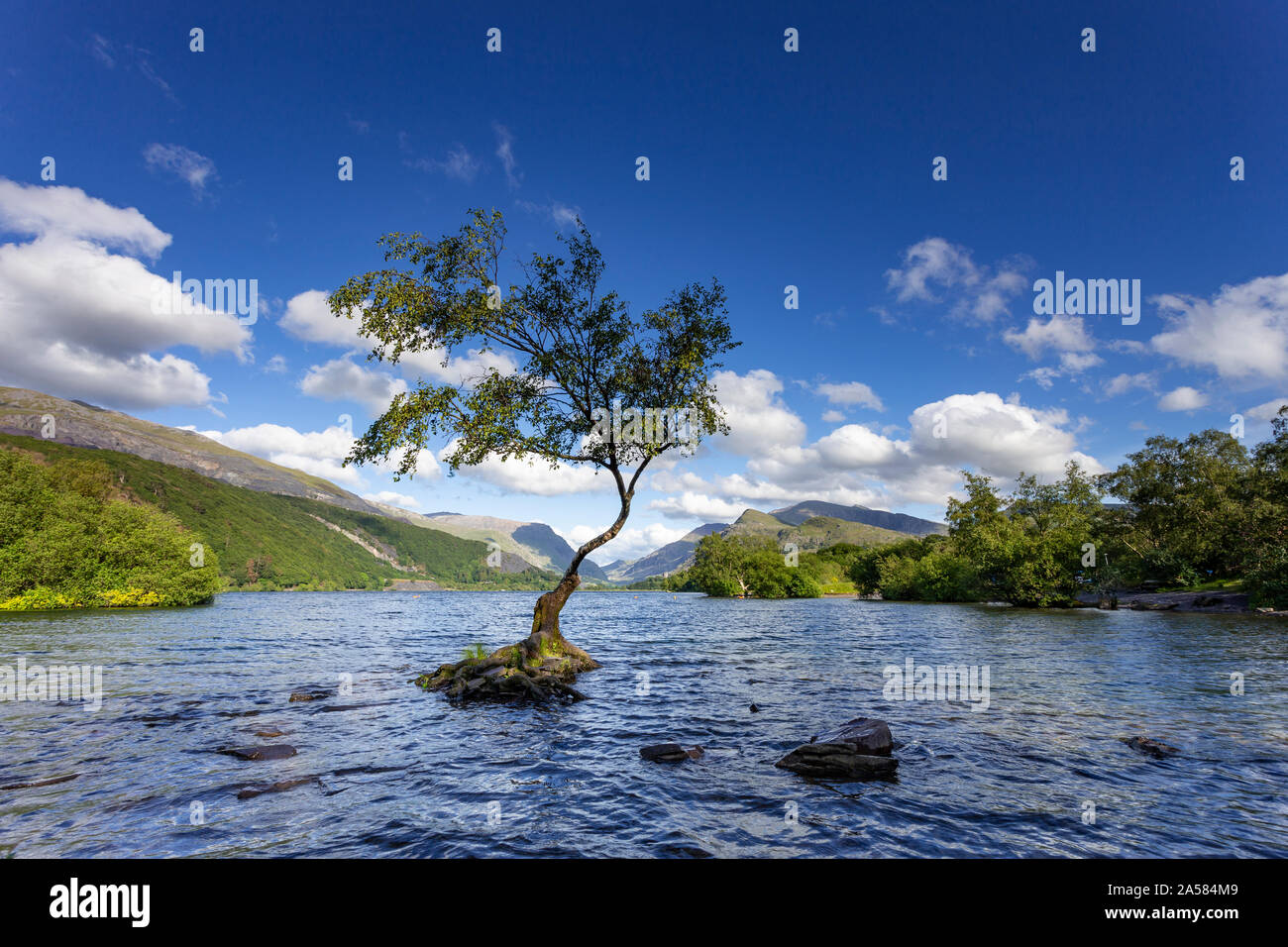 Lone tree in the waters of Llyn Padarn, Llanberis, Snowdonia, North Wales Stock Photo