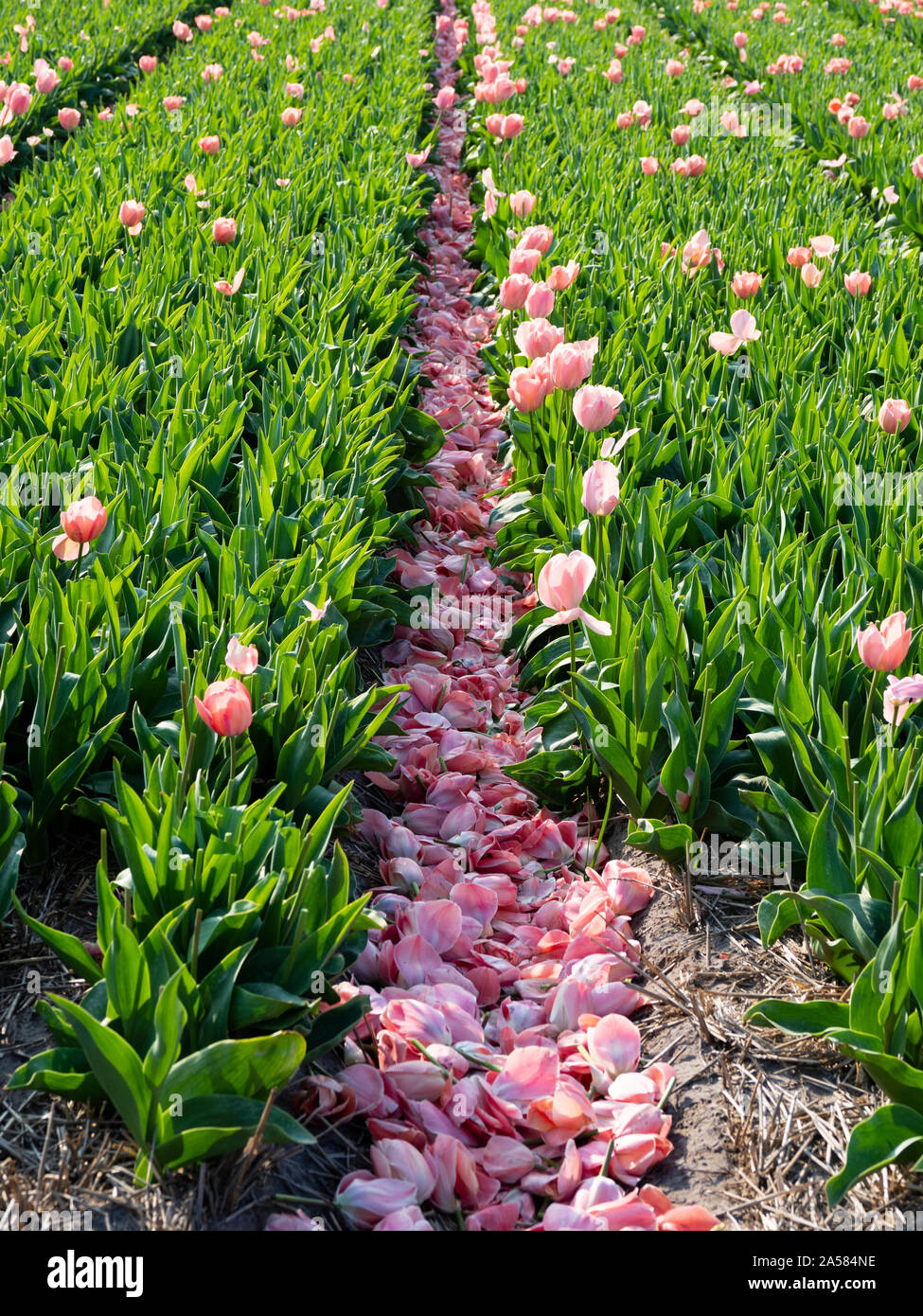 Mystic Van Eijk tulips with cut off flower heads in field, Schagerburg, North Holland, Netherlands Stock Photo