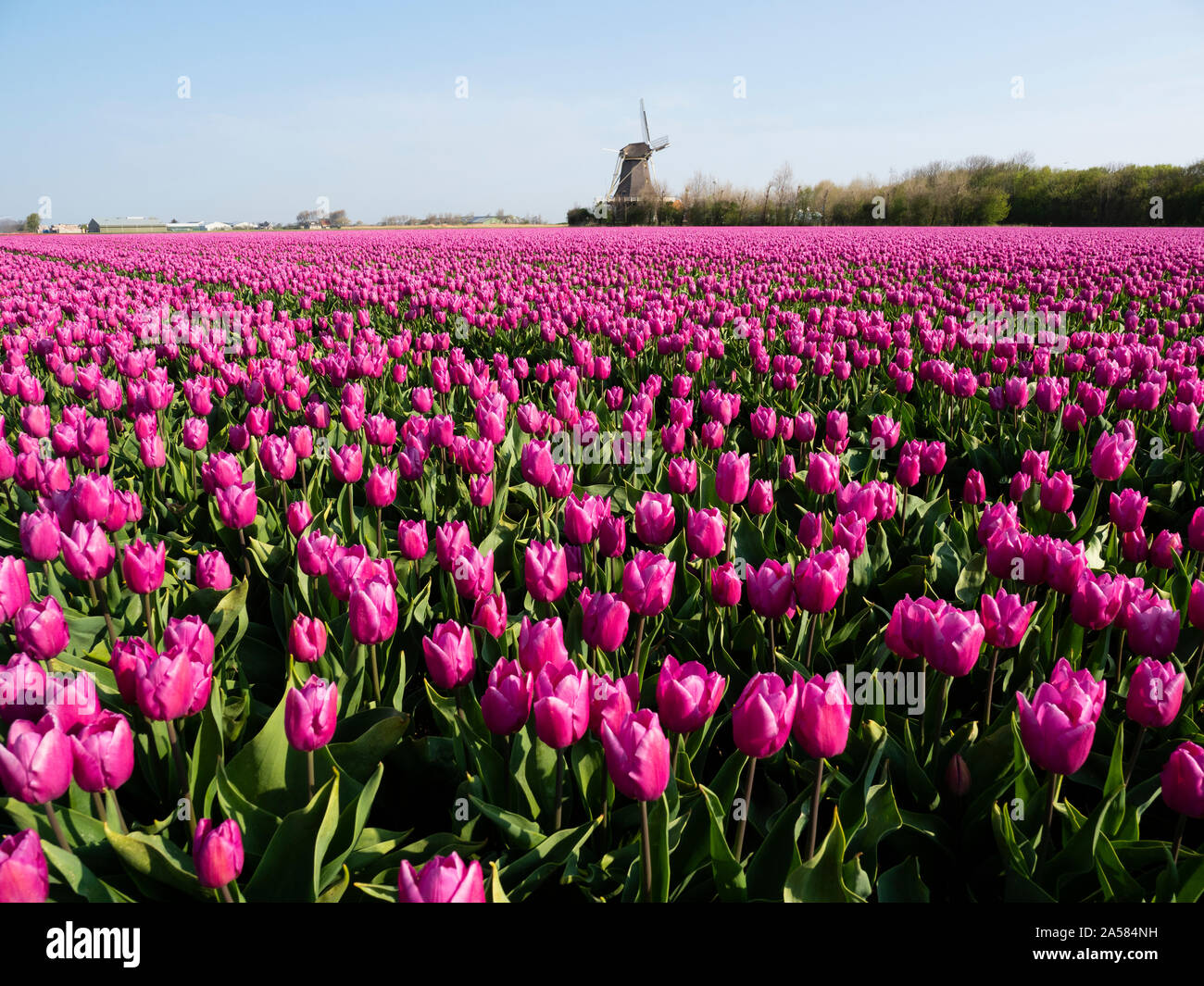 Landscape with pink tulip field, Het Zand, North Holland, Netherlands Stock Photo