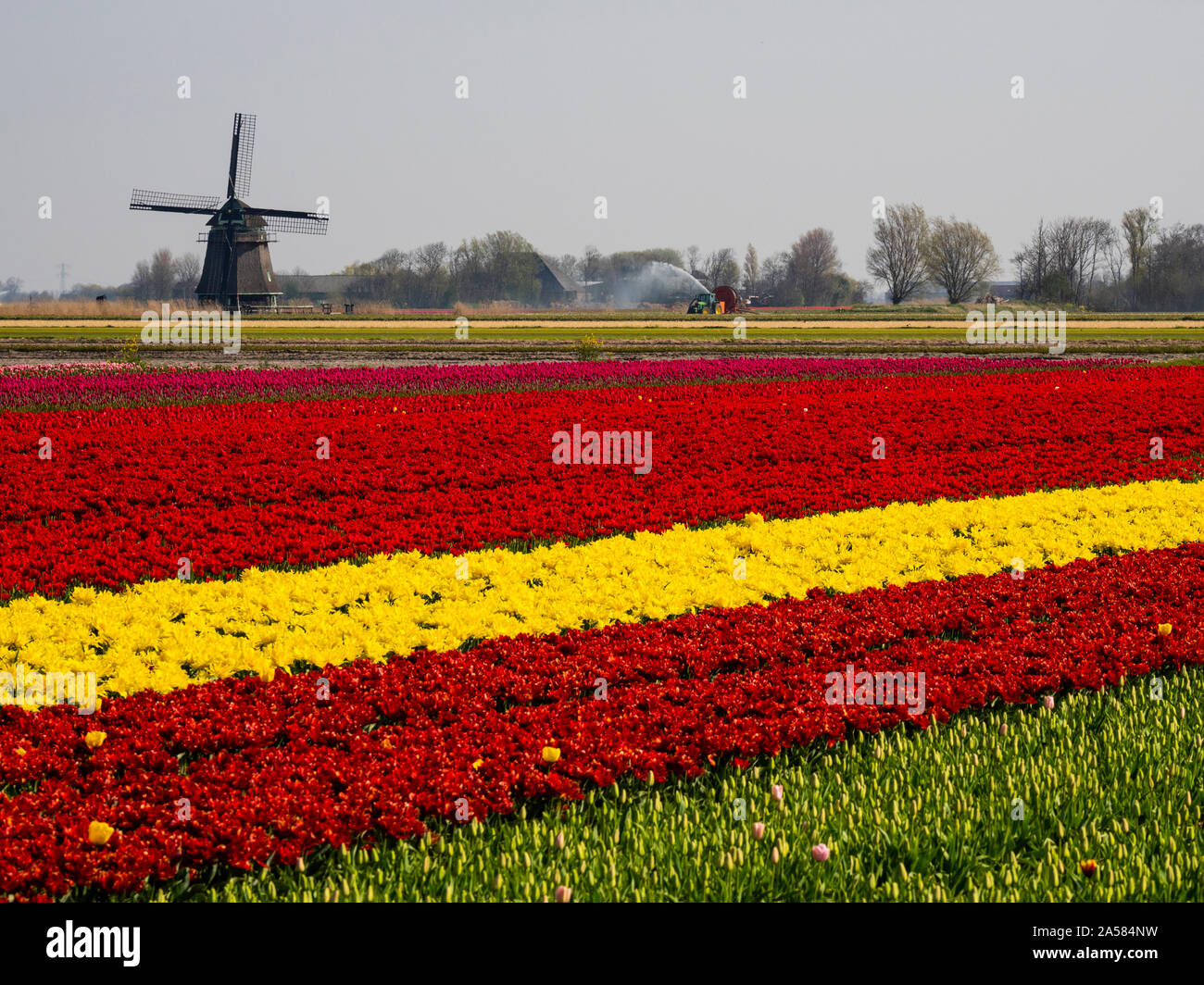 Landscape with multi colored tulip field and windmill, Schagerbrug, North Holland, Netherlands Stock Photo