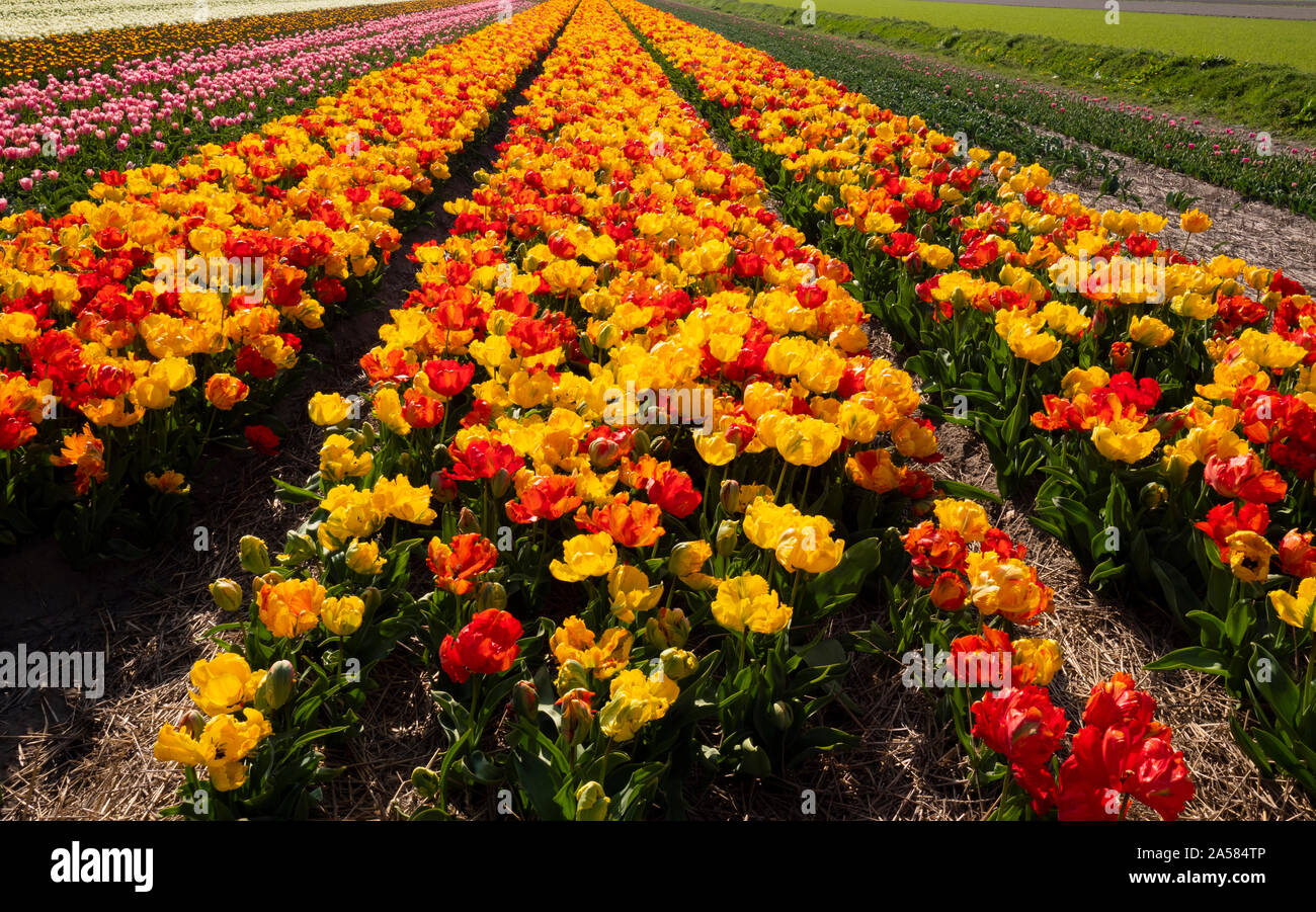 Landscape with field of colorful tulips, Schagerbrug, North Holland, Netherlands Stock Photo