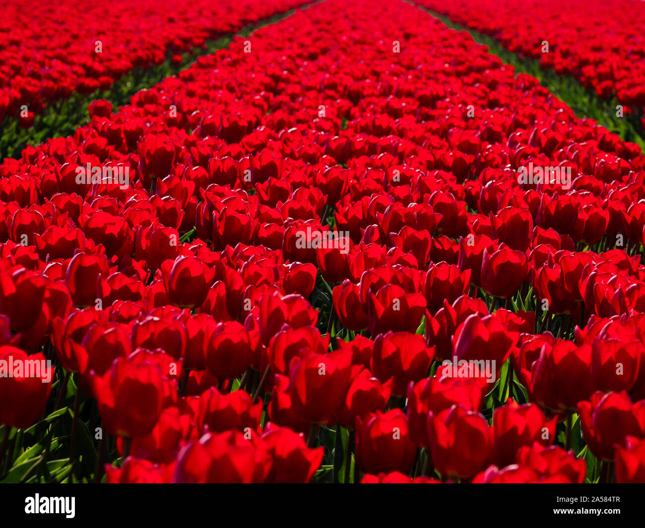 Landscape with field of red tulips, Schagerbrug, North Holland, Netherlands Stock Photo