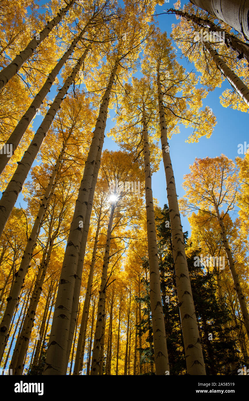 Looking up tall aspen trees hi-res stock photography and images - Alamy