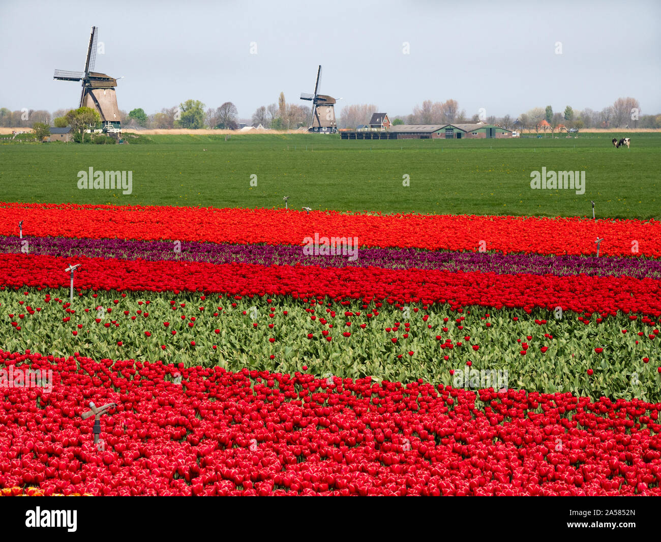Landscape with tulip field and windmills, Obdam, North Holland, Netherlands Stock Photo